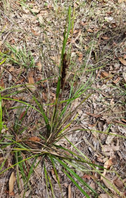 Gahnia aspera (Red-berried Saw-sedge) (alternate view 11)