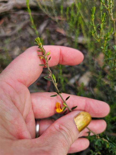 Aotus ericoides (Common Aotus) (alternate view 11)