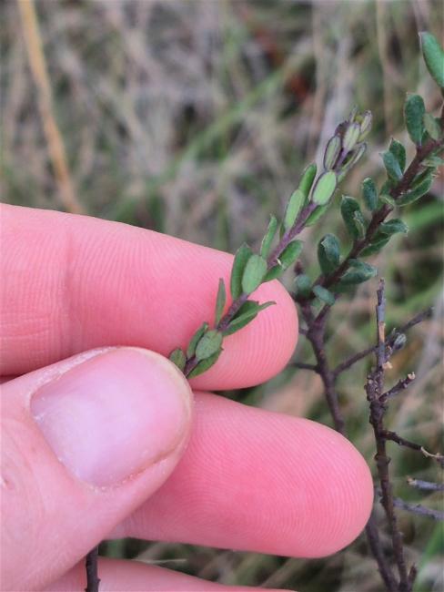 Comesperma ericinum (Pink Matchheads) (alternate view 11)