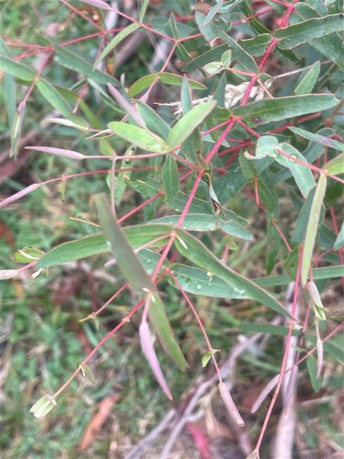 Eucalyptus viminalis (manna gum) (alternate view 7)