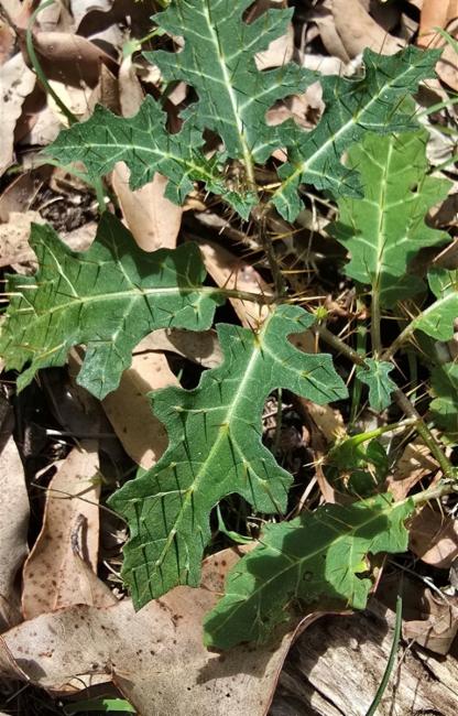 Solanum prinophyllum (Forest Nightshade) (alternate view 11)