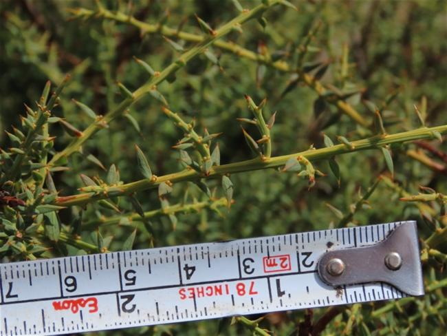 Daviesia ulicifolia (gorse bitter pea) (alternate view 11)