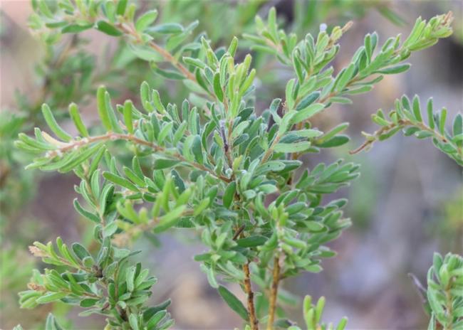 Grevillea alpina (Mountain Grevillea) (alternate view 12)