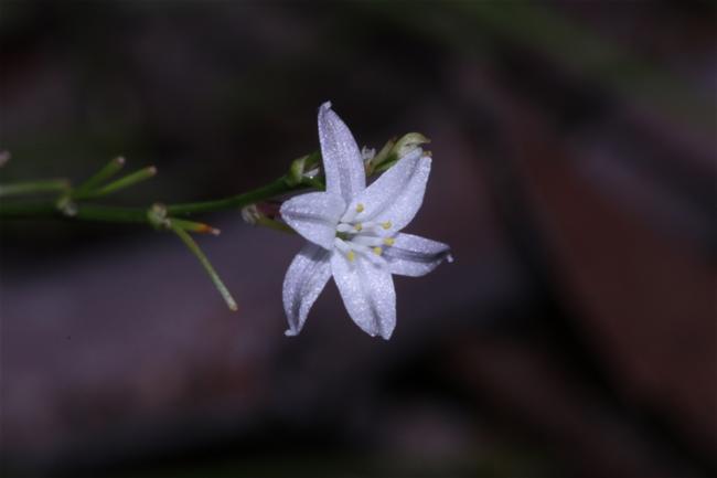 Caesia parviflora (Pale Grass Lily) (alternate view 12)