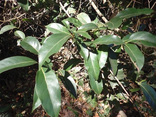 Cryptocarya microneura (murrogun) (alternate view 13)