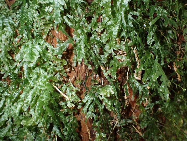 Trichomanes venosum (veined bristle-fern) (alternate view 9)
