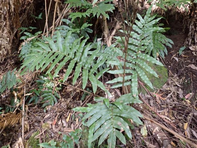 Blechnum wattsii (Hard Water-fern) (alternate view 7)