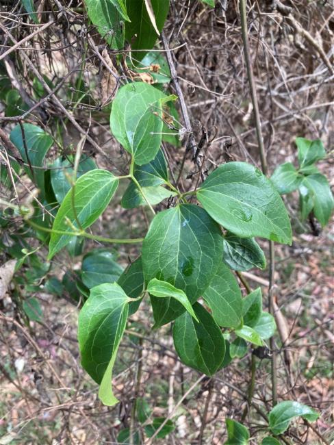 Clematis glycinoides (Headache Vine) (alternate view 11)