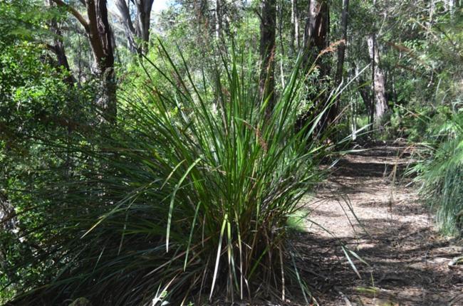 Lepidosperma elatius (tall sword-sedge) (alternate view 7)