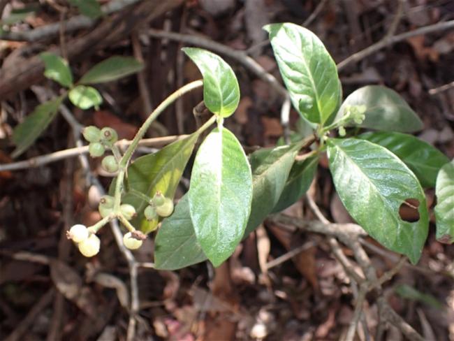 Psychotria loniceroides (Hairy Psychotria) (alternate view 11)