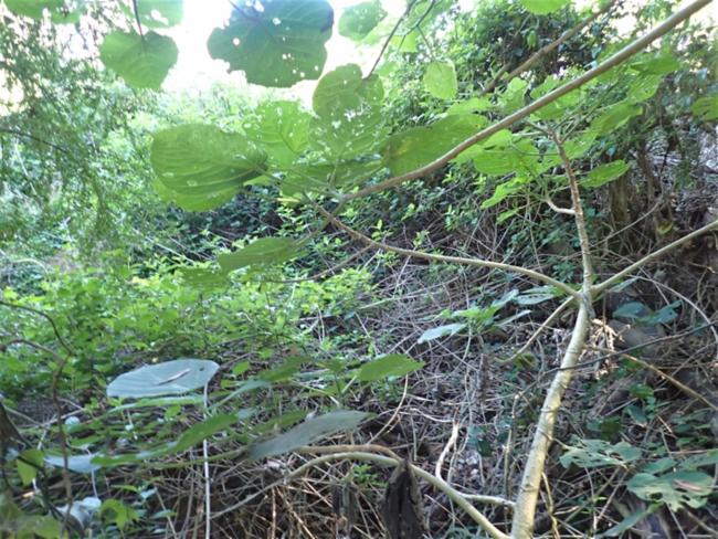 Dendrocnide excelsa (Giant Stinging Tree) (alternate view 12)