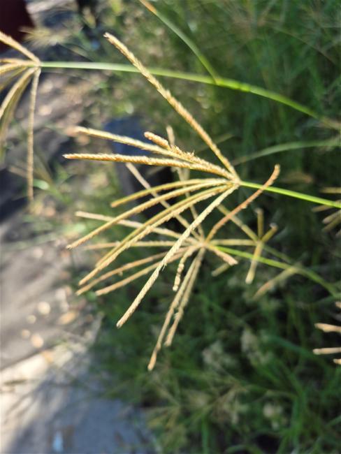 Chloris gayana (Rhodes Grass) (alternate view 13)