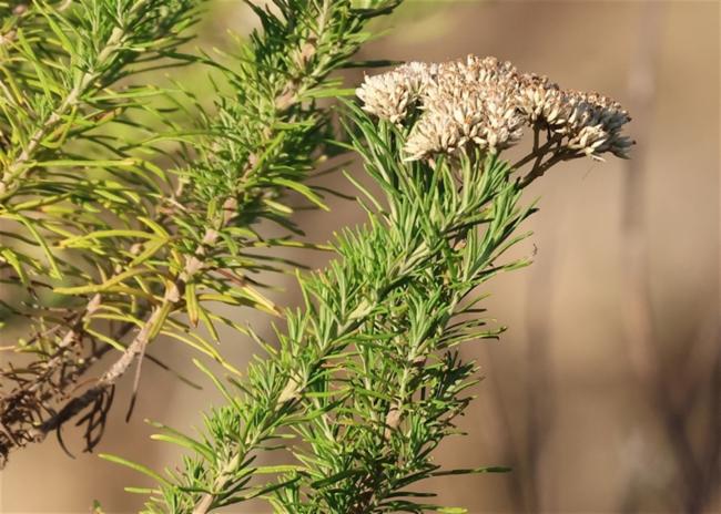 Cassinia aculeata (Australian Tauhinu) (alternate view 12)