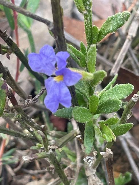 Dampiera stricta (Blue Dampiera) (alternate view 11)