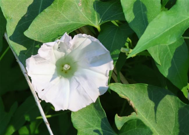 Calystegia silvatica (large bindweed) (alternate view 11)