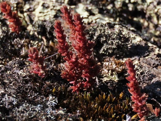 Crassula sieberiana (Australian Stonecrop) (alternate view 13)