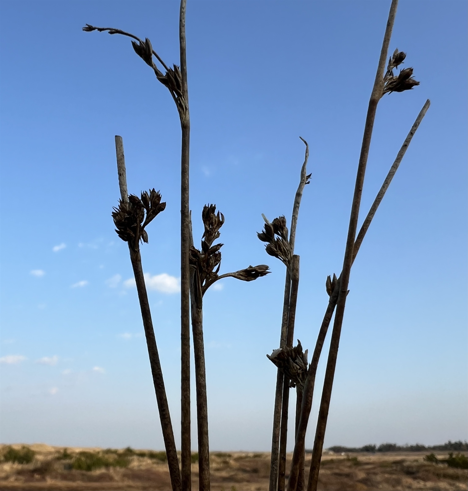 Juncus balticus (Baltic Rush)
