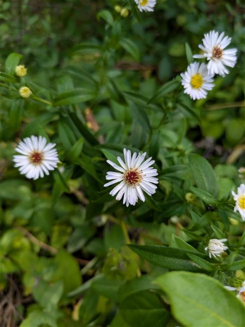 Aster novi-belgii (New York Aster)