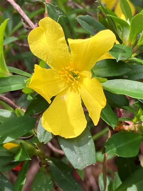 Hibbertia cuneiformis (Cutleaf Hibbertia) (alternate view 11)
