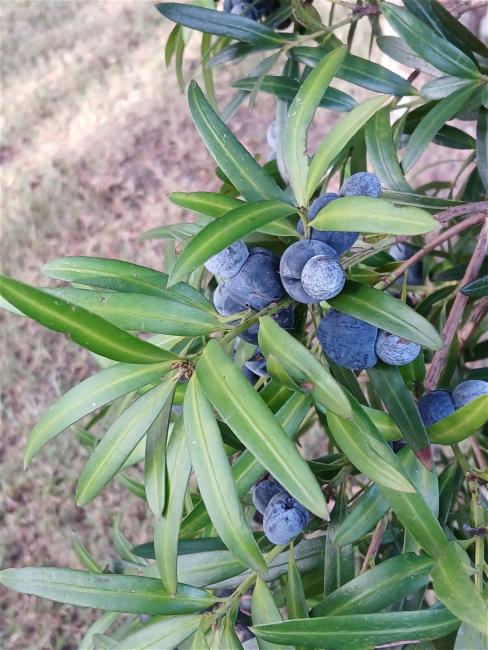 Podocarpus elatus (Plum Pine) (alternate view 11)