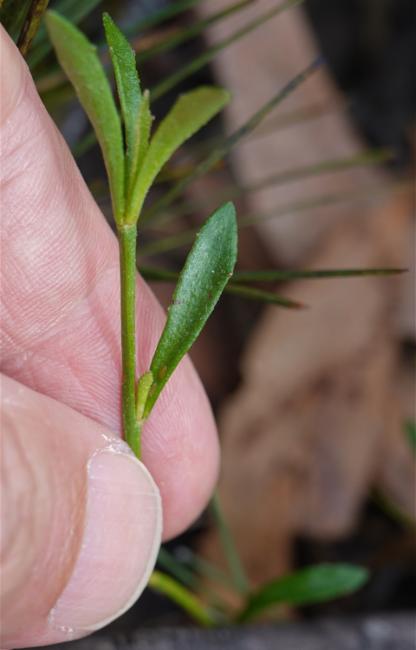 Dampiera stricta (Blue Dampiera) (alternate view 12)