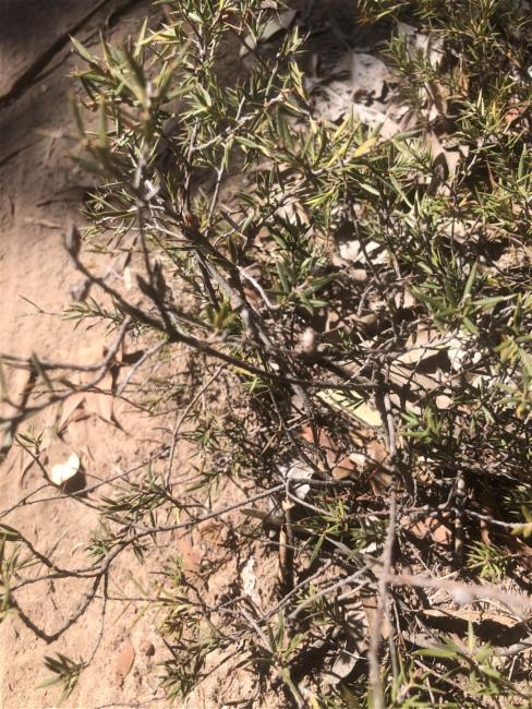 Leucopogon virgatus (common beard-heath) (alternate view 10)