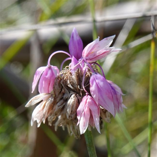 Sowerbaea juncea (Rush Lily) (alternate view 12)