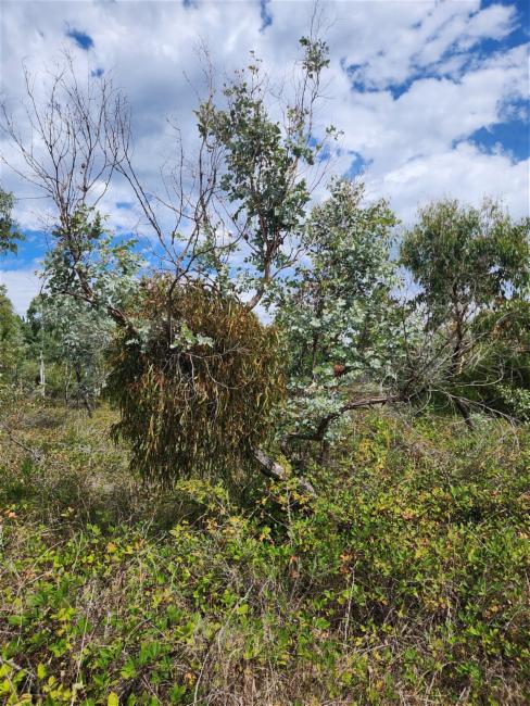 Amyema pendula (drooping mistletoe) (alternate view 11)