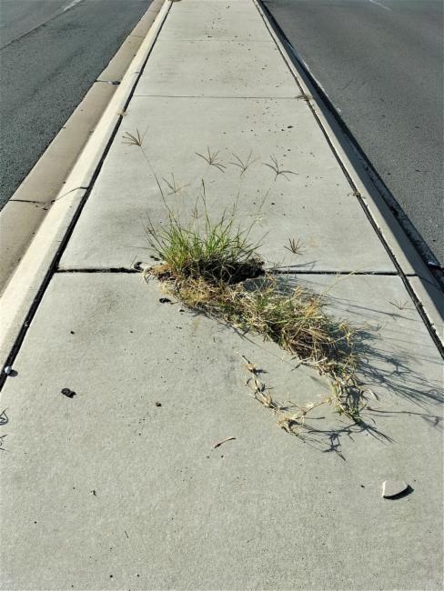 Chloris gayana (Rhodes Grass) (alternate view 12)