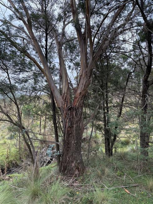 Eucalyptus viminalis (manna gum) (alternate view 8)