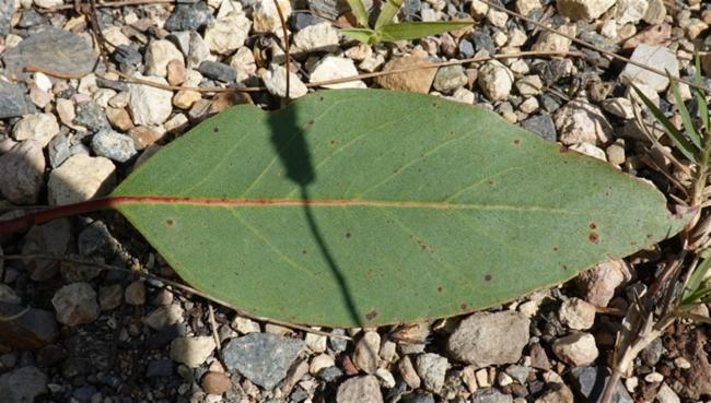 Eucalyptus ovata (Swamp Gum) (alternate view 10)