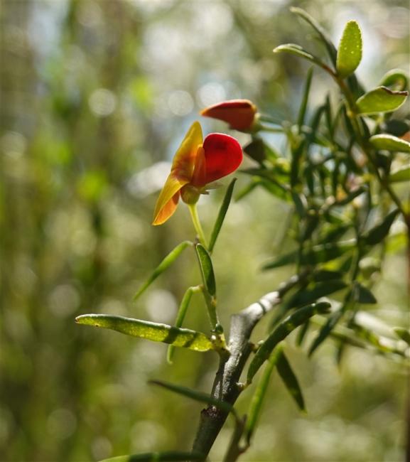 Bossiaea heterophylla (Variable Bossiaea) (alternate view 11)