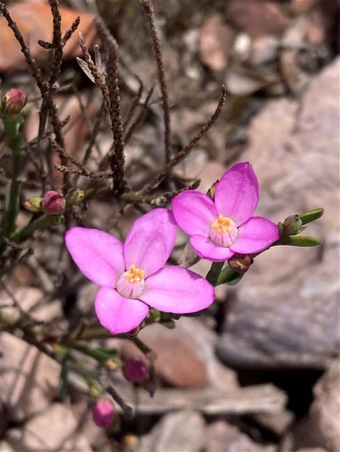 Boronia spathulata