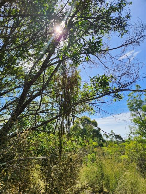 Amyema pendula (drooping mistletoe) (alternate view 12)