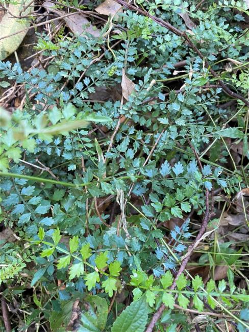 Pandorea pandorana (wonga vine) (alternate view 6)