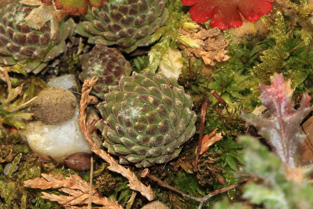 Sempervivum arachnoideum (cobweb houseleek) (alternate view 9)