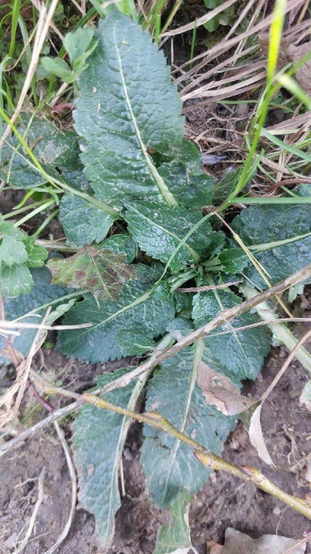 Dipsacus pilosus (small teasel) (alternate view 11)
