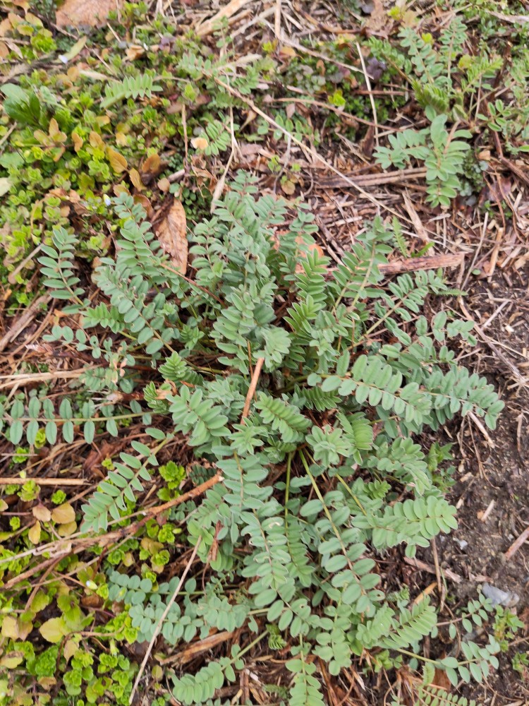 Onobrychis viciifolia (Sainfoin) (alternate view 11)