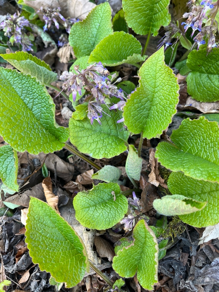 Trachystemon orientalis (giant borage) (alternate view 13)
