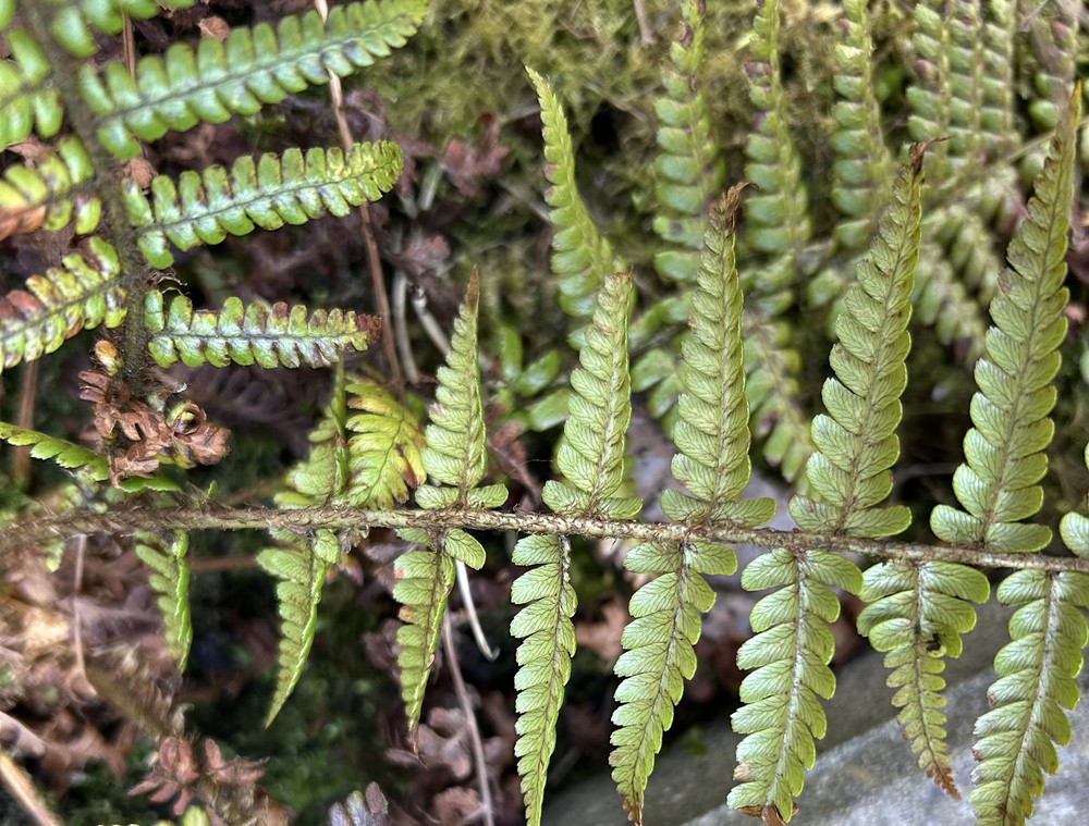 Dryopteris wallichiana (Wallich's Wood Fern) (alternate view 11)