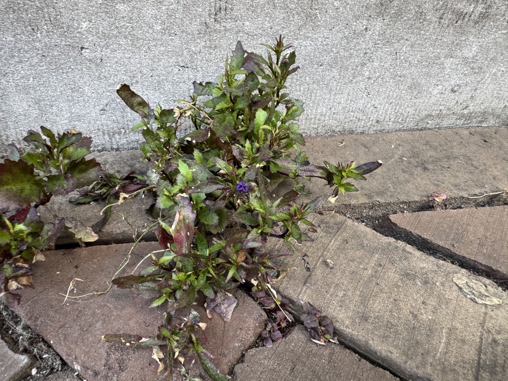 Lobelia erinus (bedding lobelia) (alternate view 12)