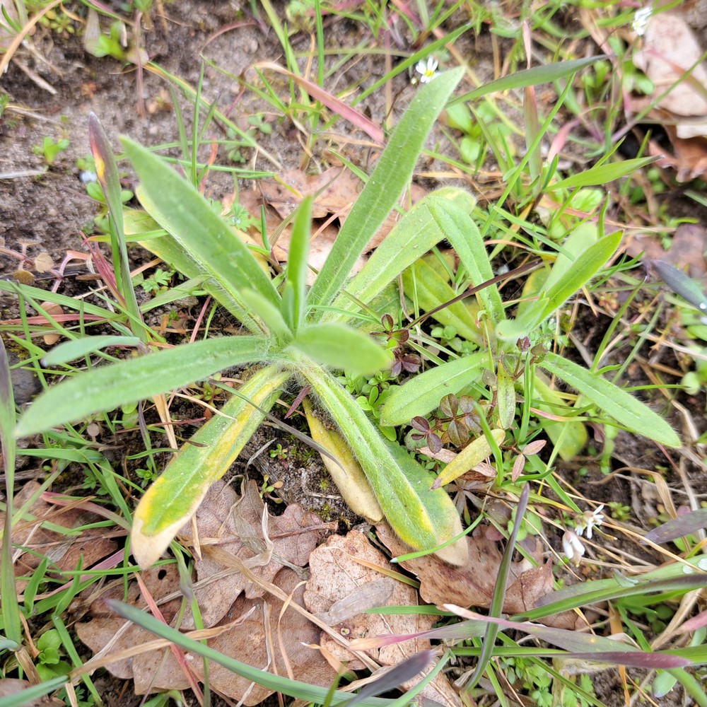Agrostemma githago (corn cockle) (alternate view 13)
