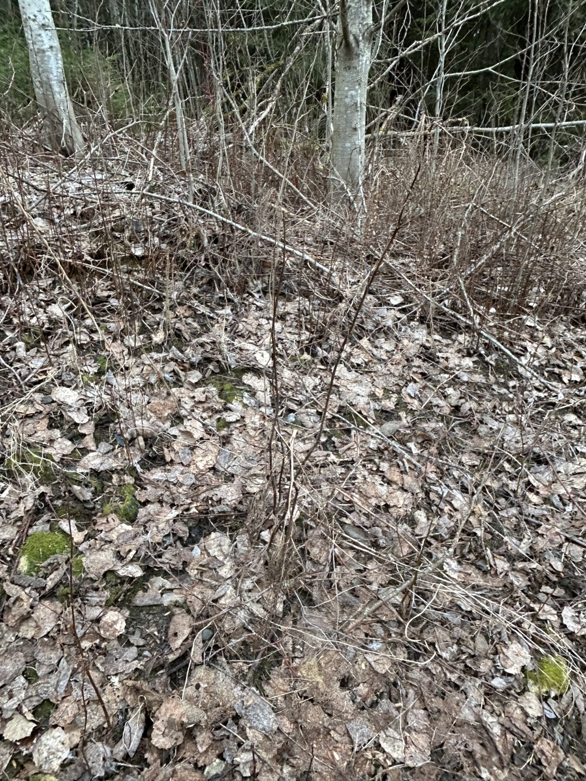 Aruncus dioicus (goatsbeard) (alternate view 14)