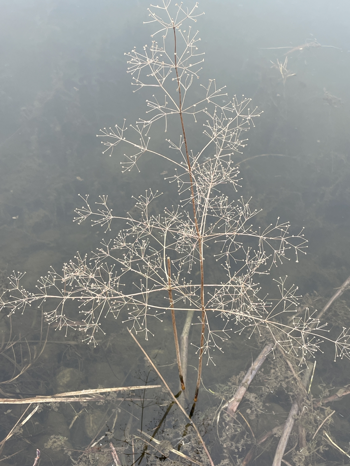 Alisma plantago-aquatica (water-plantain) (alternate view 13)