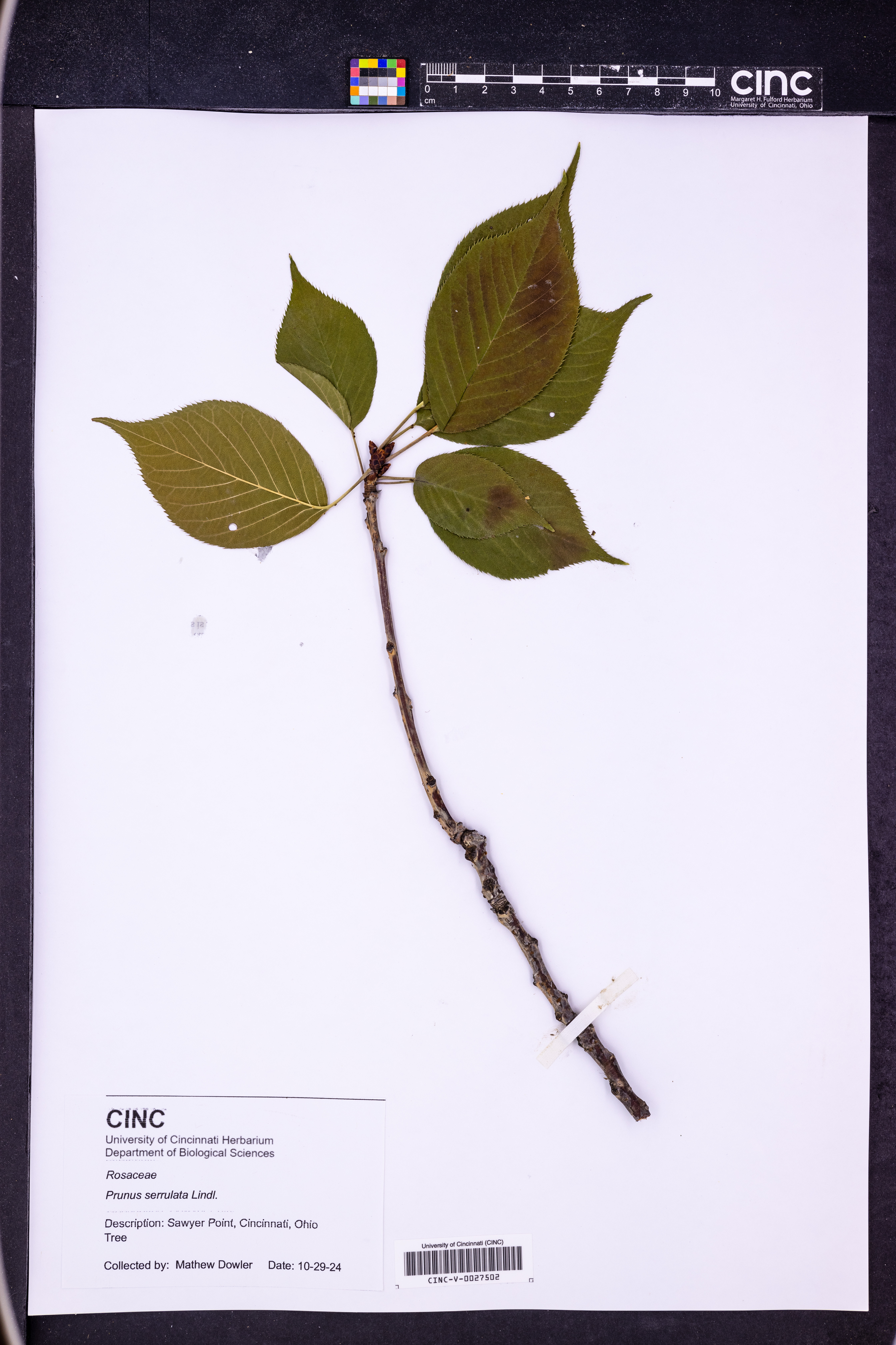 Prunus serrulata ((in the Sato-Zakura group)) (alternate view 11)