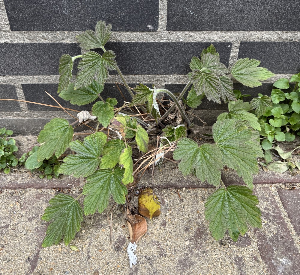 Anemone hupehensis, Japanese anemone — spreading deciduous (Ranunculaceae) (image 3 of 5)