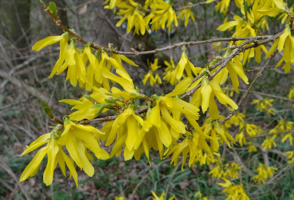 Forsythia (Forsythias) (alternate view 2)