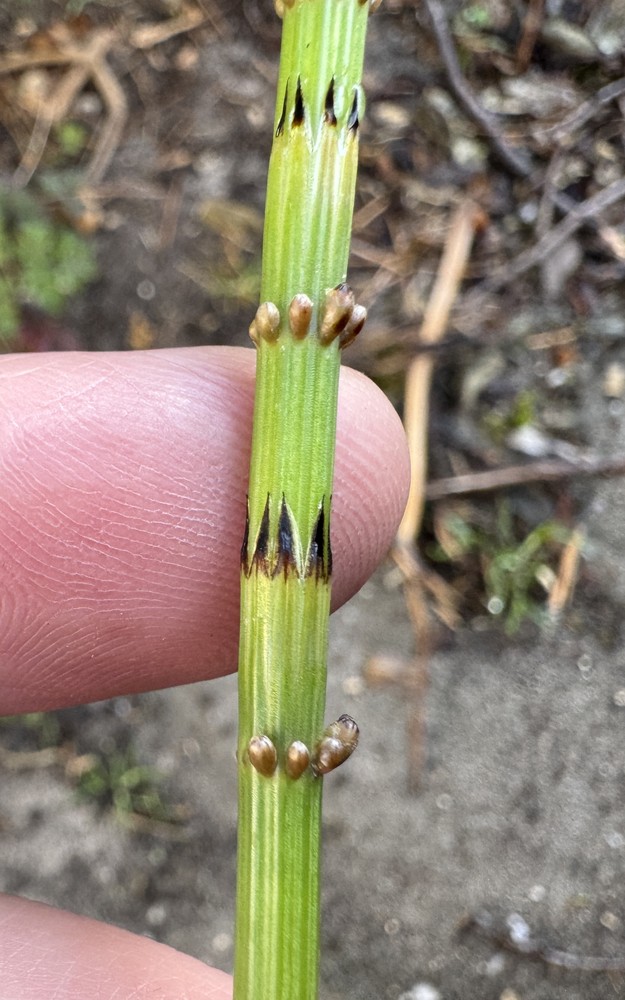 Equisetum palustre (marsh horsetail) (alternate view 13)