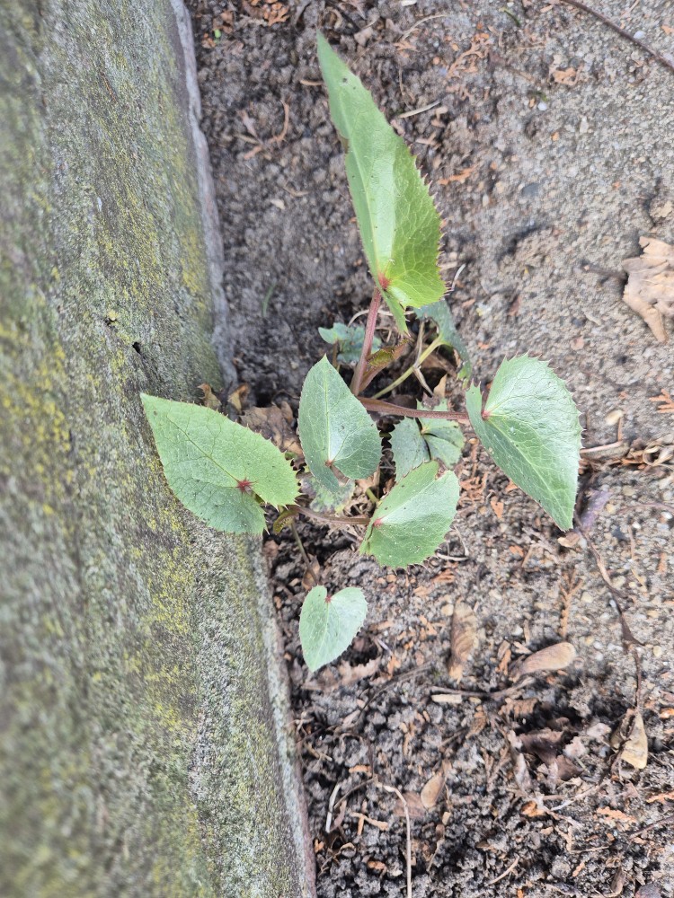 Helleborus argutifolius (Corsican hellebore)