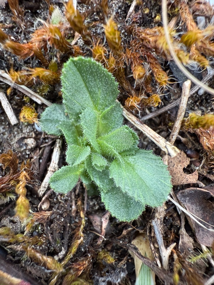 Ononis spinosa (Spiny restharrow) (alternate view 12)